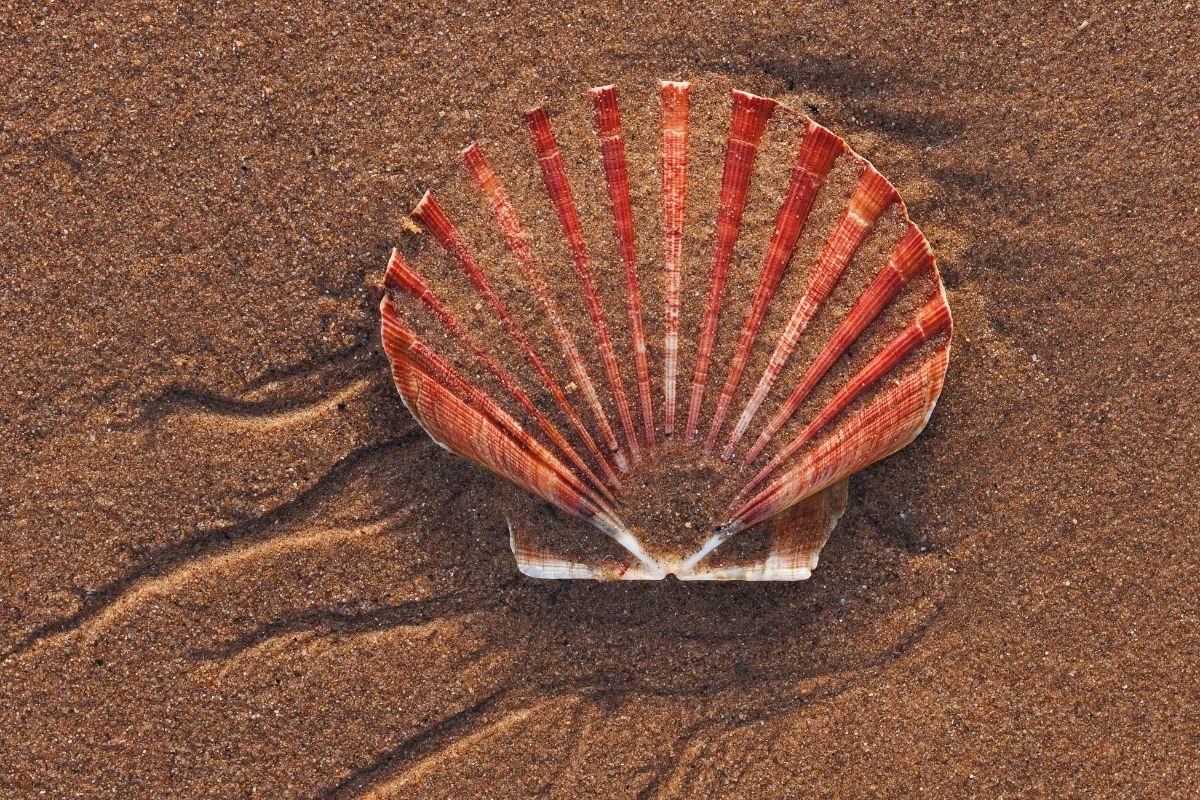 Fête de la coquille Saint-Jacques 2024 à Dieppe : programme…